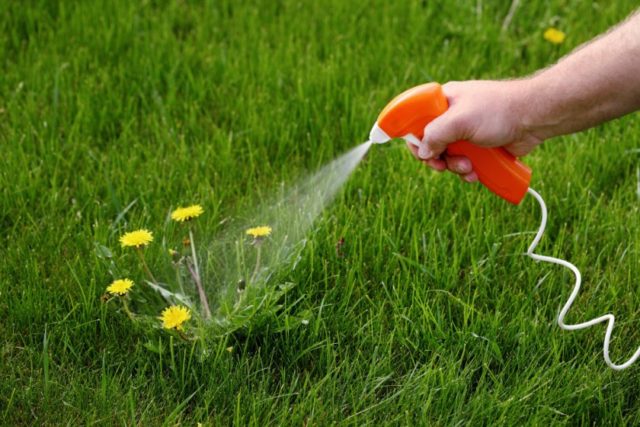 Ammonium nitrate: fertilizer composition, application in the country, in the garden, in gardening