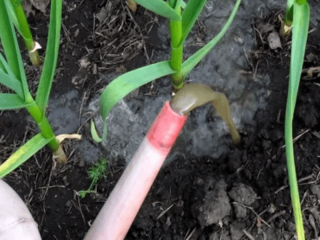 Ammonium nitrate for garlic in the spring: how to water, proportions