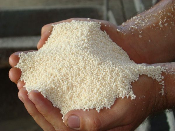 Ammonium nitrate: instructions for the use of fertilizer