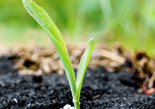 Ammonium sulfate fertilizer: application, use with private plants