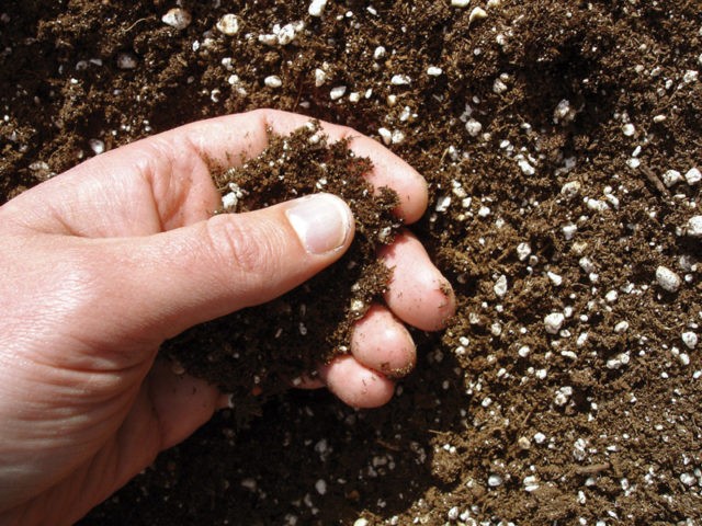 Ammophos as a fertilizer: application in the garden and in the garden, application rates