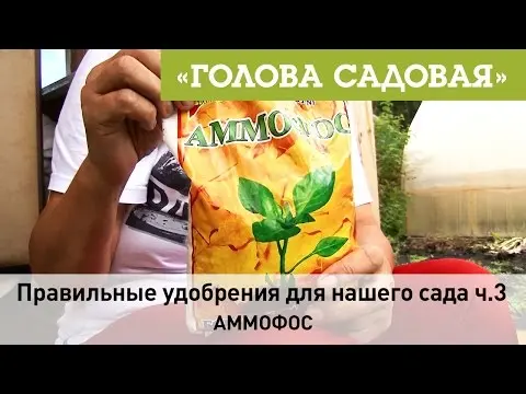 Ammophos as a fertilizer: application in the garden and in the garden, application rates