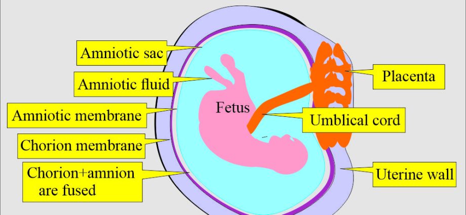 Amniotic fluid &#8211; composition, quantity, appearance