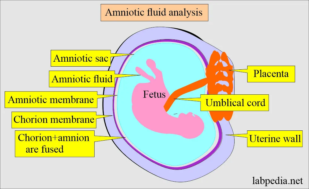 Amniotic fluid &#8211; composition, quantity, appearance