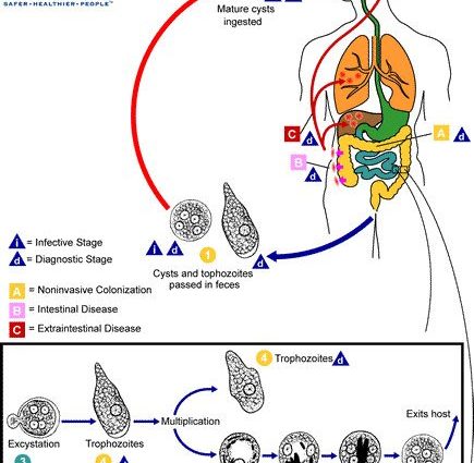 Amoeba &#8211; infections, symptoms, treatment, prevention. What does the diagnosis look like? WE EXPLAIN