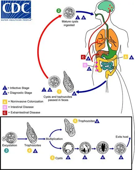 Amoeba &#8211; infections, symptoms, treatment, prevention. What does the diagnosis look like? WE EXPLAIN