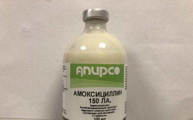 Amoxicillin in veterinary medicine for cattle