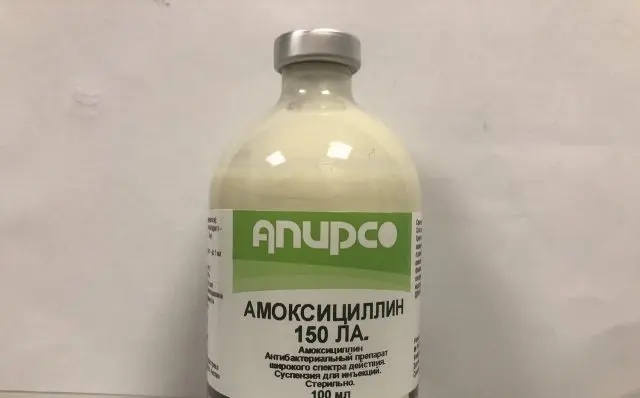 Amoxicillin in veterinary medicine for cattle