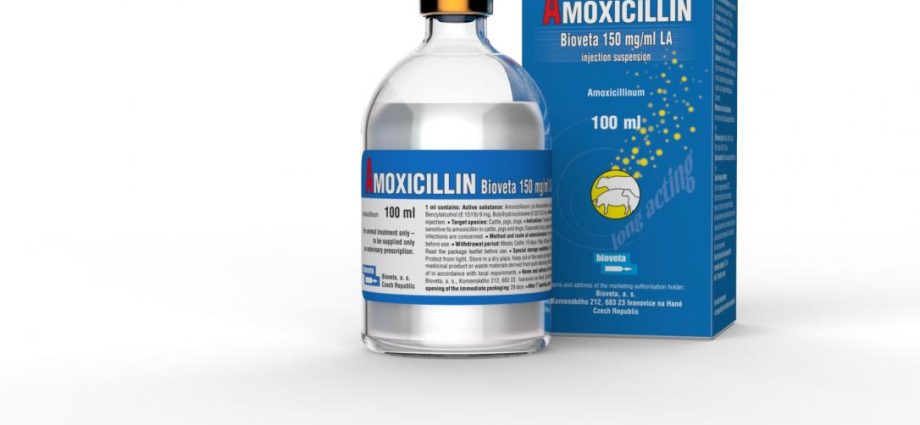 Amoxicillin in veterinary medicine for cattle