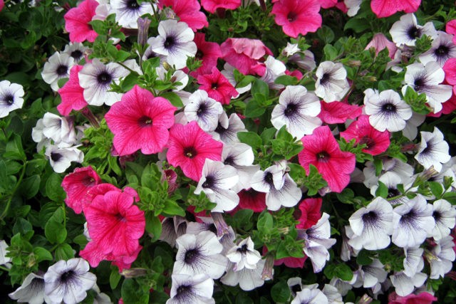 Ampel petunia Typhoon F1 (Typhoon): photos of varieties of the series, reviews