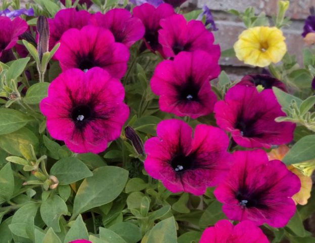 Ampel petunia Typhoon F1 (Typhoon): photos of varieties of the series, reviews