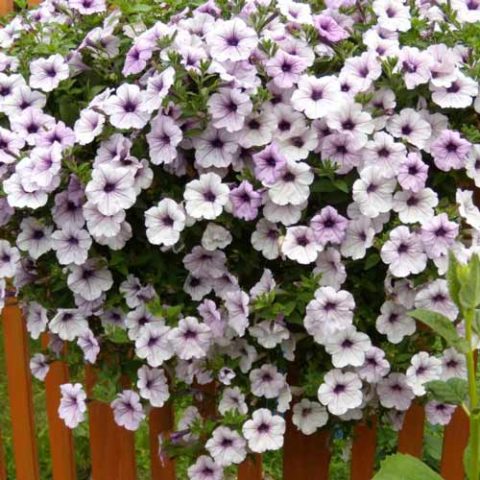 Ampel petunia Typhoon F1 (Typhoon): photos of varieties of the series, reviews