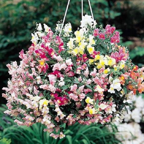 Ampel snapdragon: varieties, planting and care