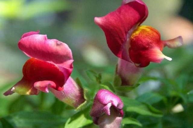 Ampel snapdragon: varieties, planting and care