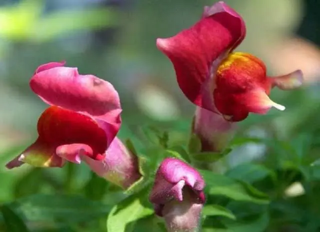 Ampel snapdragon: varieties, planting and care