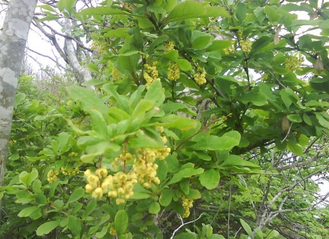 Amur barberry (Berberis amurensis): photo and description