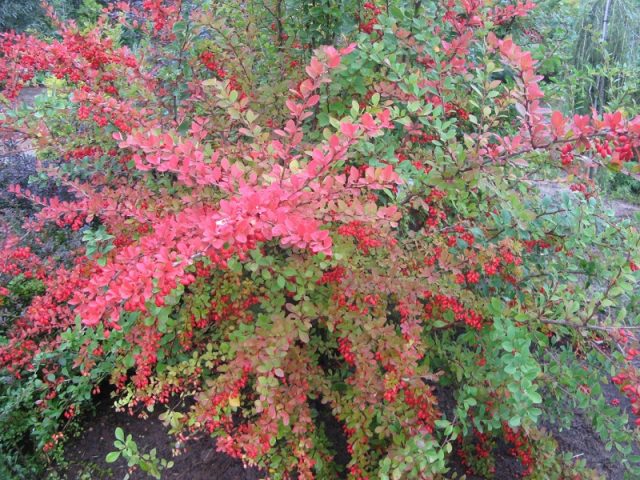 Amur barberry (Berberis amurensis): photo and description