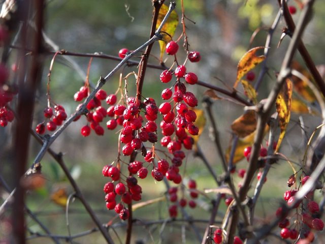 Amur barberry (Berberis amurensis): photo and description