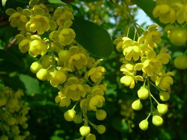 Amur barberry (Berberis amurensis): photo and description