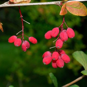 Amur barberry (Berberis amurensis): photo and description