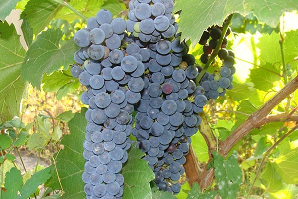 Amur grapes: description of varieties, cultivation, care, reviews of growers