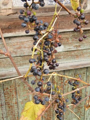 Amur grapes: photo, planting and care