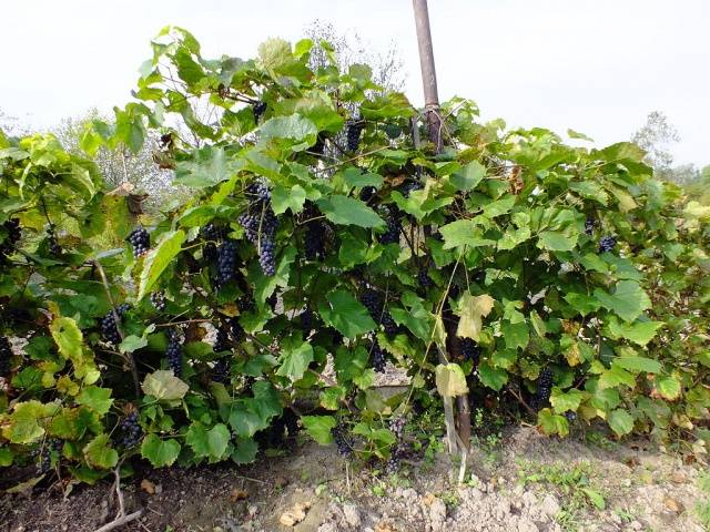 Amur grapes: photo, planting and care