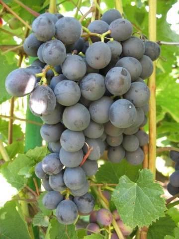 Amur grapes: photo, planting and care