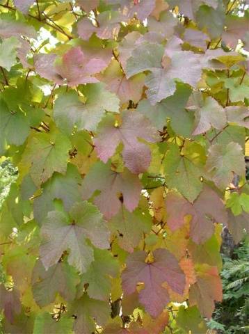 Amur grapes: photo, planting and care