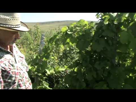 Amur grapes: photo, planting and care