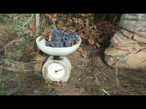 Amur grapes: photo, planting and care