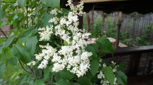 Amur lilac: photo and description of varieties, reviews