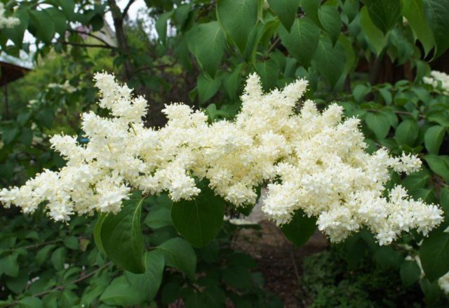 Amur lilac: photo and description of varieties, reviews