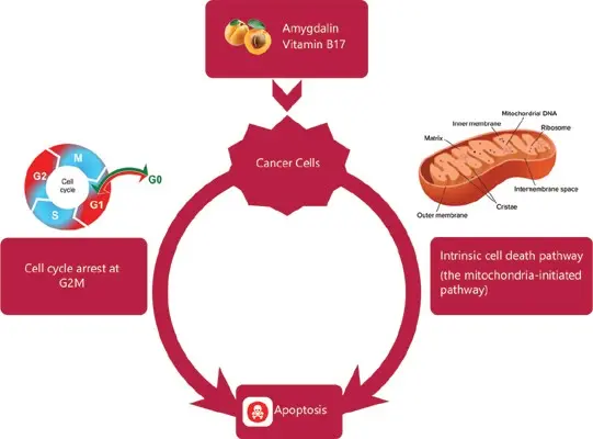 Amygdalin (vitamin B17) &#8211; cancer treated with ignorance