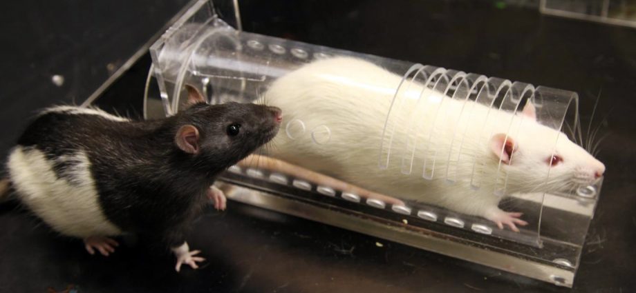 An anxiolytic drug reduces empathy in rats