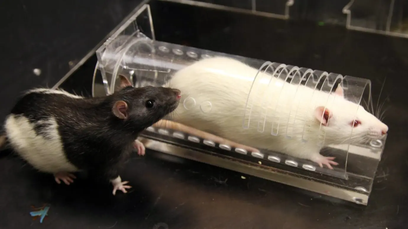 An anxiolytic drug reduces empathy in rats