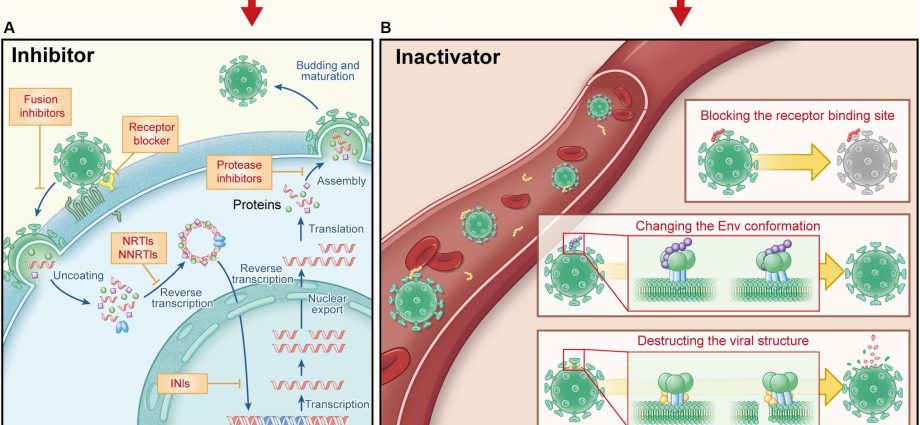 An artificial protein inactivates HIV