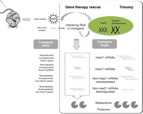 An important step towards genetic therapy for Down syndrome