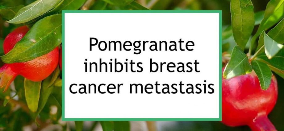 An ingredient in pomegranate juice can inhibit cancer metastasis