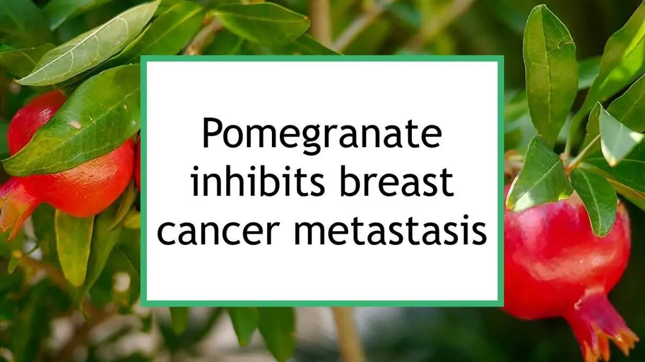 An ingredient in pomegranate juice can inhibit cancer metastasis