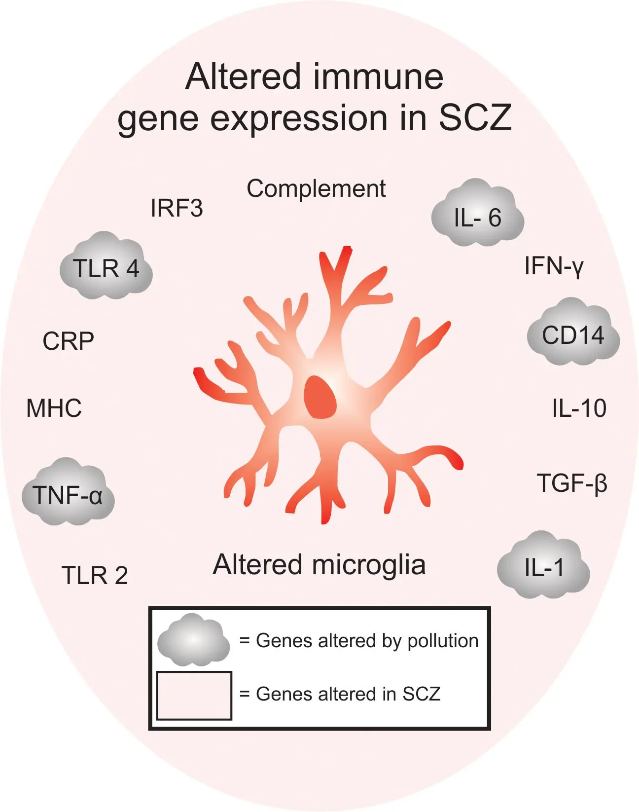 An overactive gene associated with the development of schizophrenia