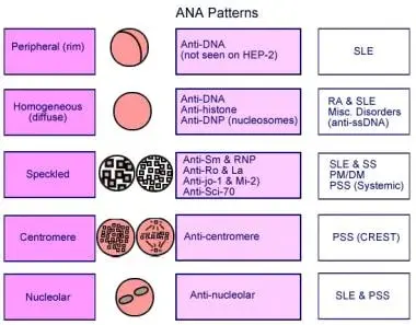 ANA test &#8211; indications, course, results