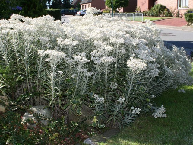 Anafalis flower: photo and description, growing from seeds