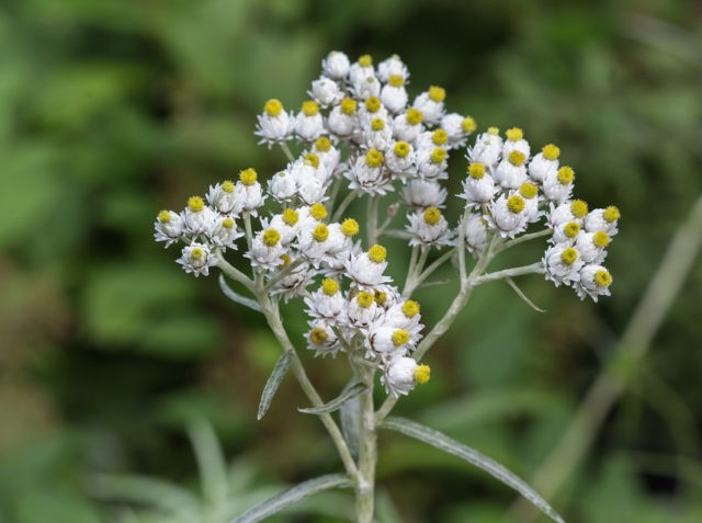 Anafalis flower: photo and description, growing from seeds