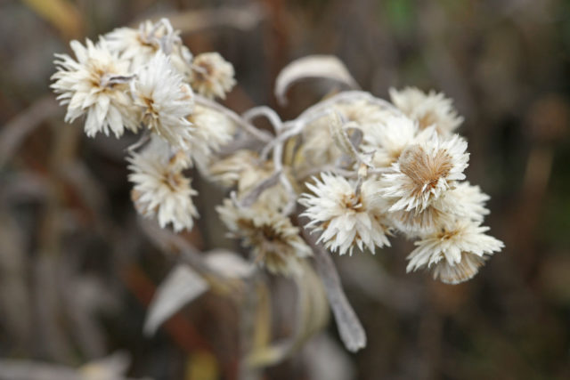 Anafalis flower: photo and description, growing from seeds