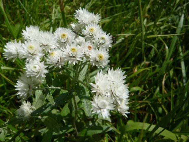 Anafalis flower: photo and description, growing from seeds