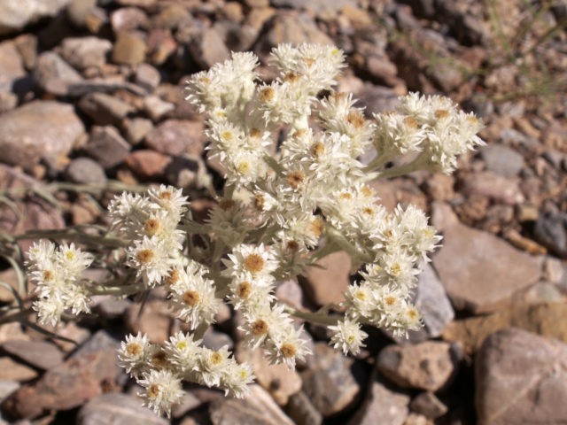 Anafalis flower: photo and description, growing from seeds