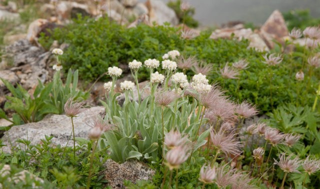 Anafalis flower: photo and description, growing from seeds