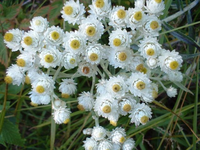 Anafalis flower: photo and description, growing from seeds