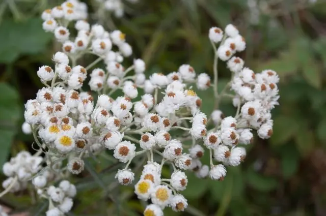 Anafalis pearl flowers: planting and care, description, photo in landscape design